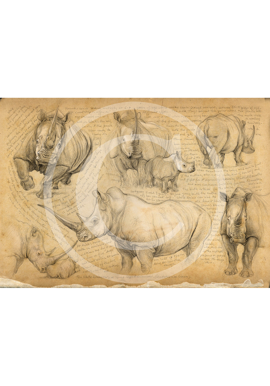 Marcello-art : Cartes de faire part 72 - H&H white-rhino