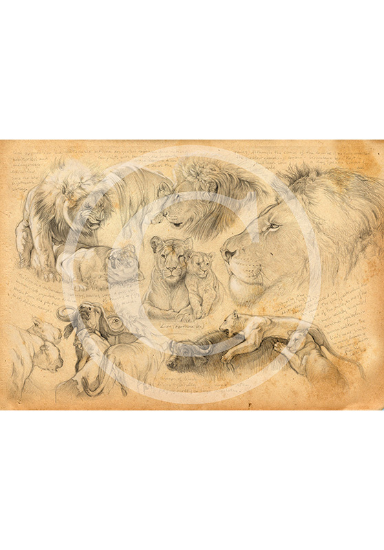 Marcello-art : Éditions 69 - H&H lion