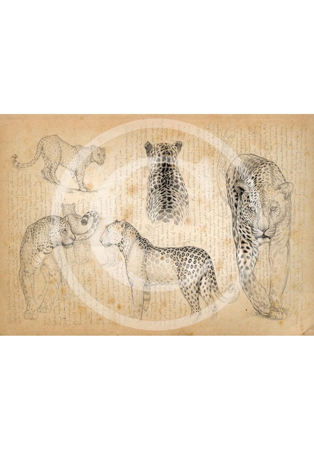 Marcello-art : Éditions 66 - H&H leopard-2