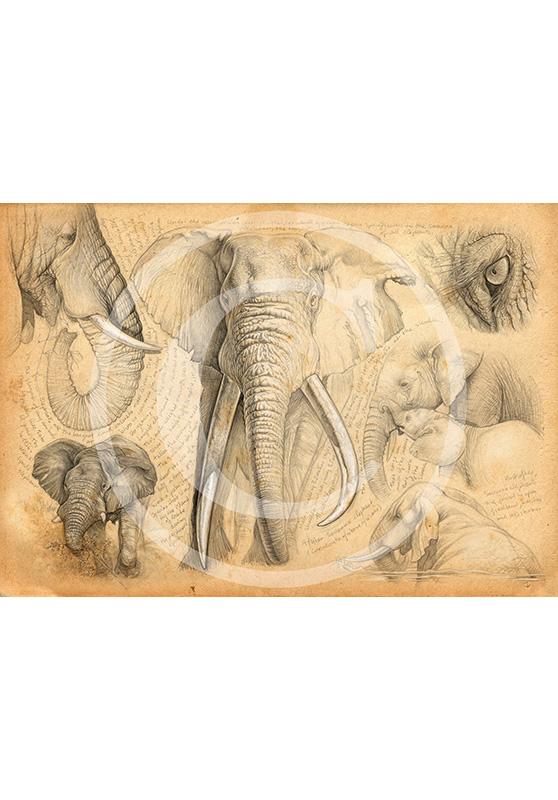 Marcello-art: Editions 62 - H&H elephant