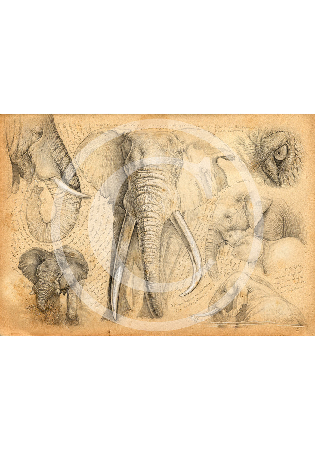 Marcello-art: Editions 62 - H&H elephant
