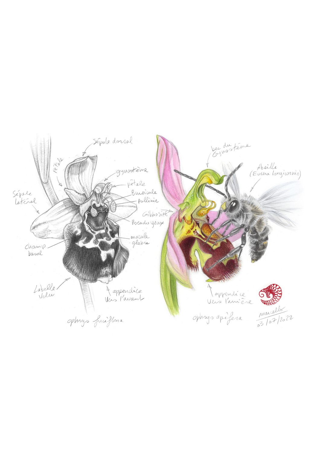 Marcello-art : Sur papier 453 - Ophrys Abeille (Ophrys apifera)