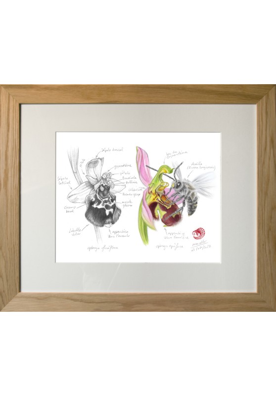 Marcello-art : Sur papier 453 - Ophrys Abeille (Ophrys apifera)