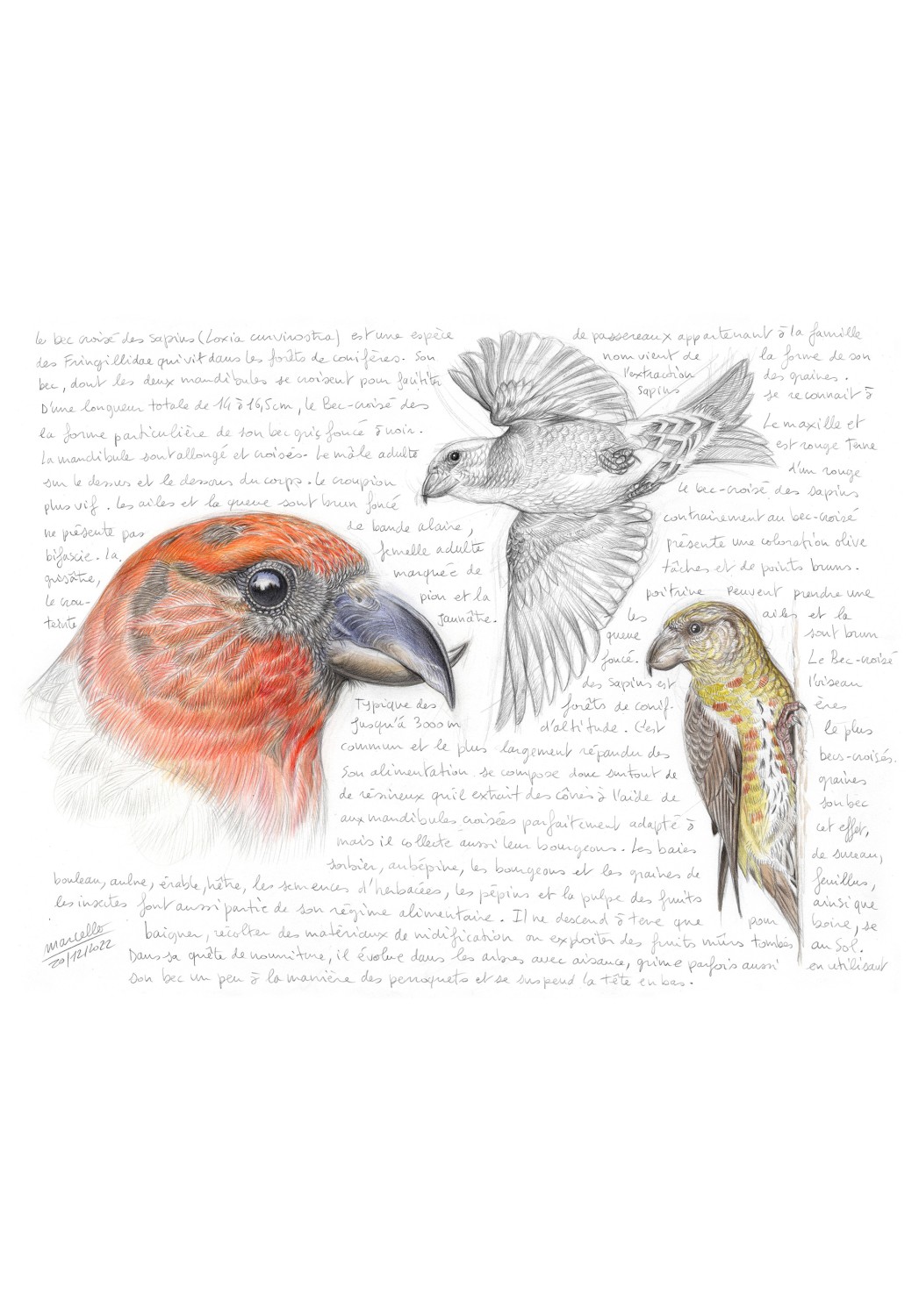 Marcello-art: Ornithology 460 - Red Crossbill