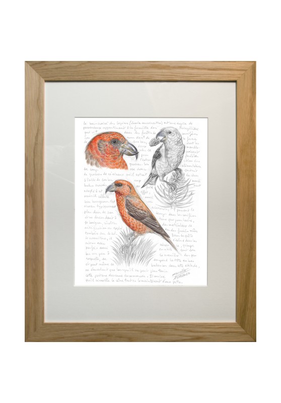 Marcello-art : Ornithologie 460 - Bec-croisé des sapins