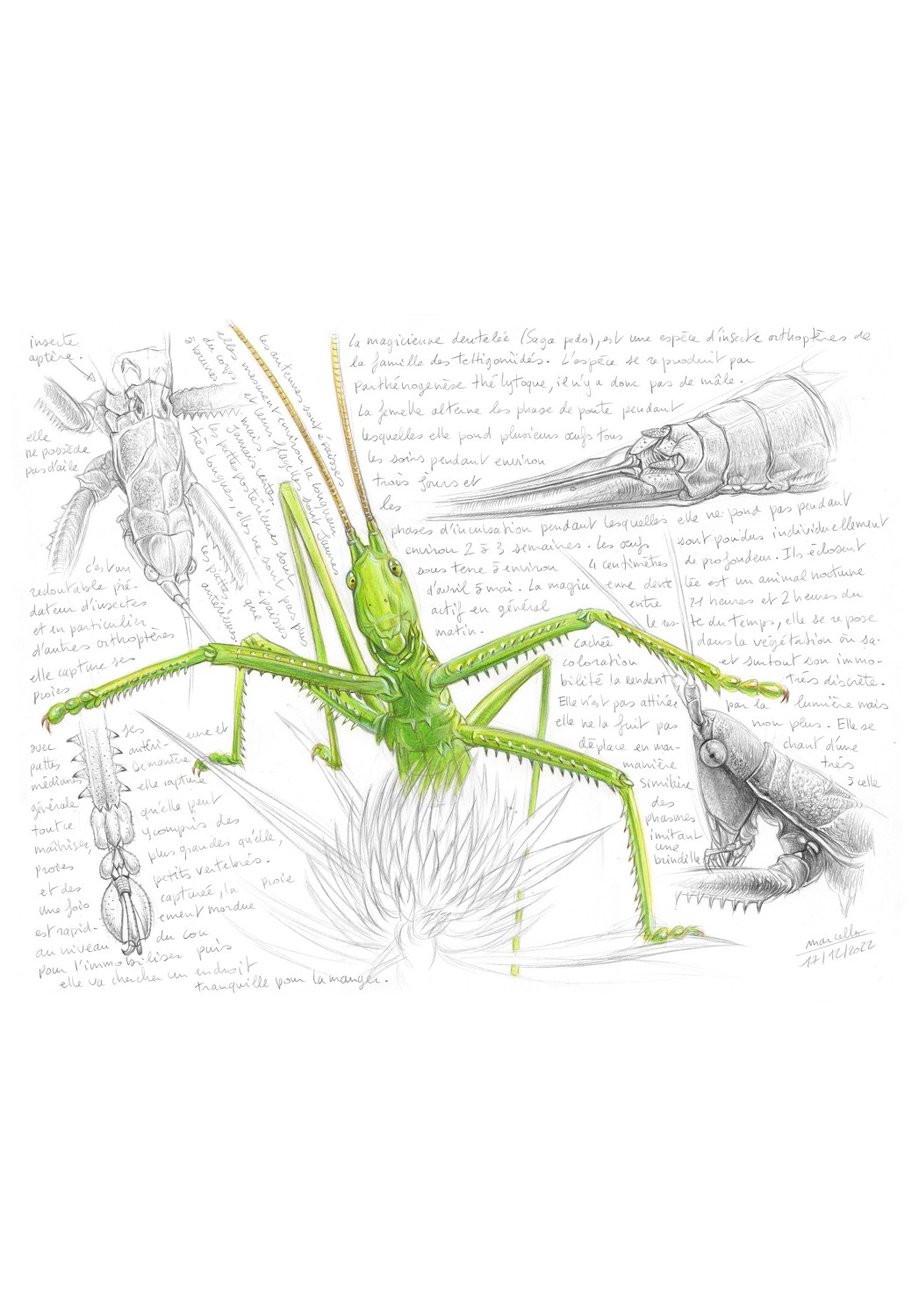 Marcello-art: Entomology 465 - Saga pedo