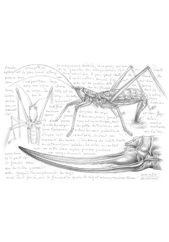 Marcello-art : Entomologie 465 - Magicienne dentelée