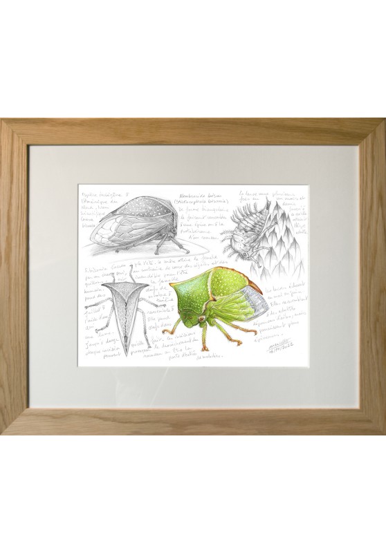 Marcello-art: Entomology 466 - Buffalo treehopper