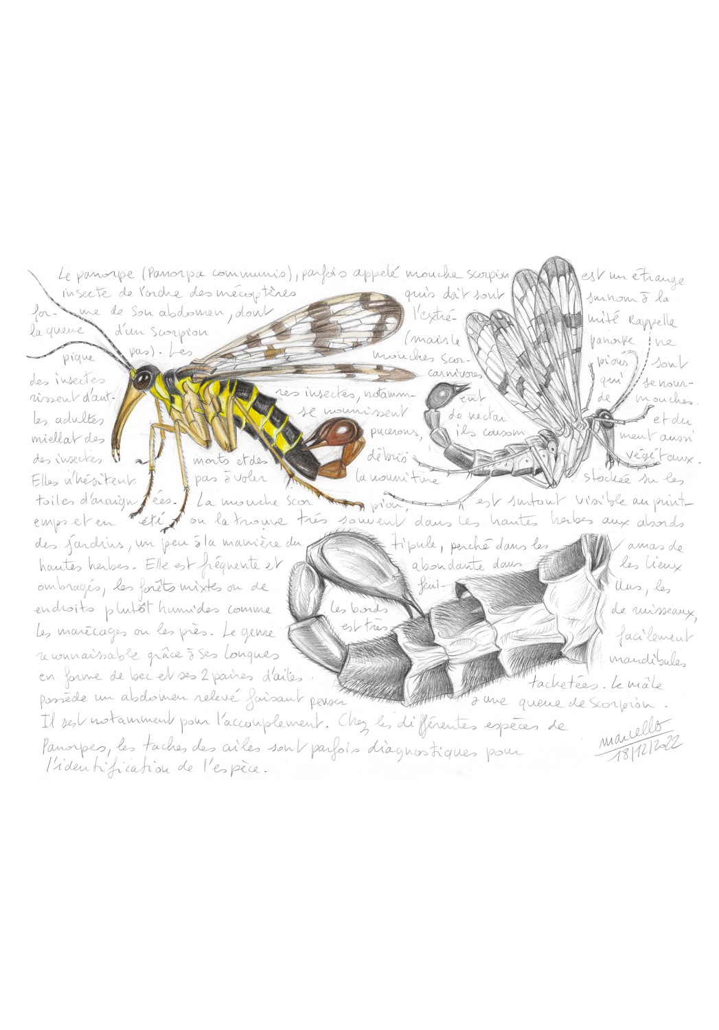 Marcello-art: Entomology 467 - Scorpion fly