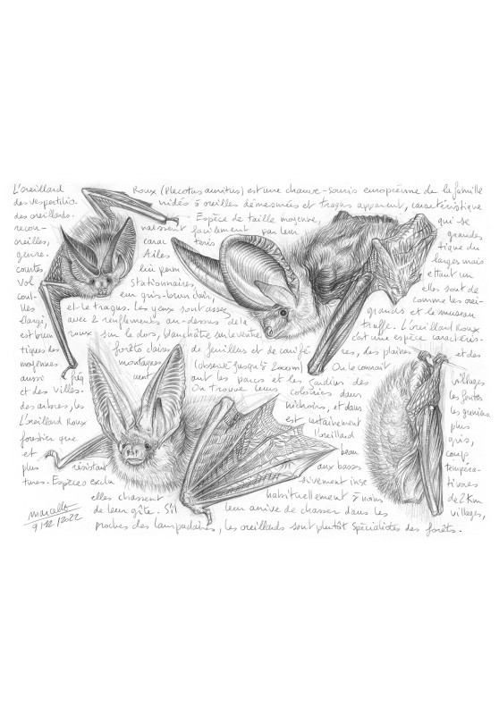 Marcello-art: Wild temperate zones 468 - Rufous mouse-eared bat