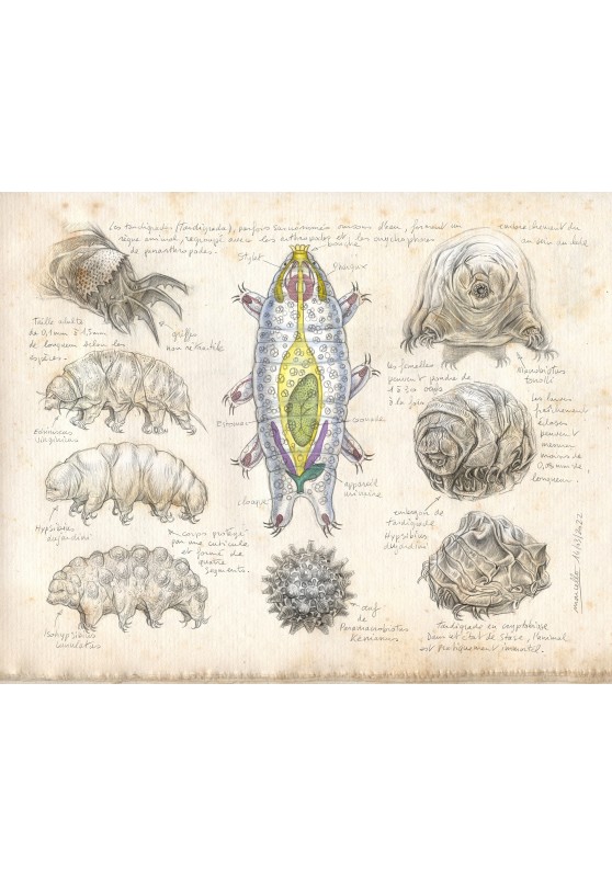 Marcello-art: Entomology 451 - Tardigrades