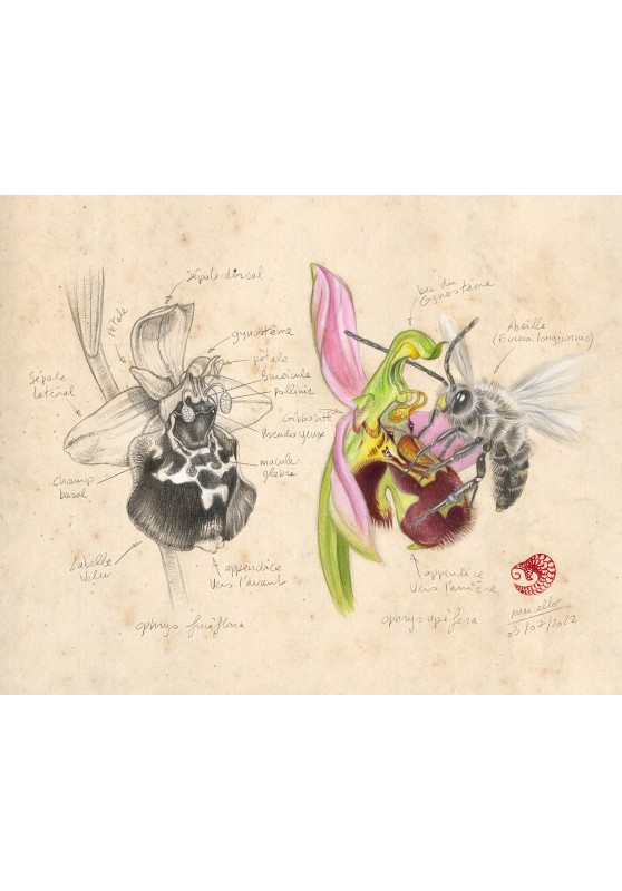 Marcello-art: On paper 453 - Ophrys Abeille (Ophrys apifera)
