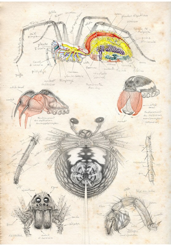 Marcello-art : Entomologie 458 - Filières & chélicères araignées