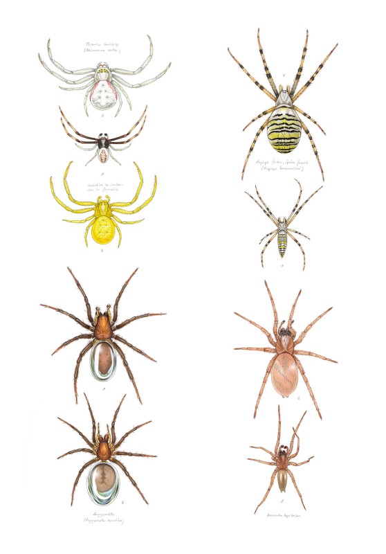 Marcello-art: Entomology 459 - 4 male and female spiders