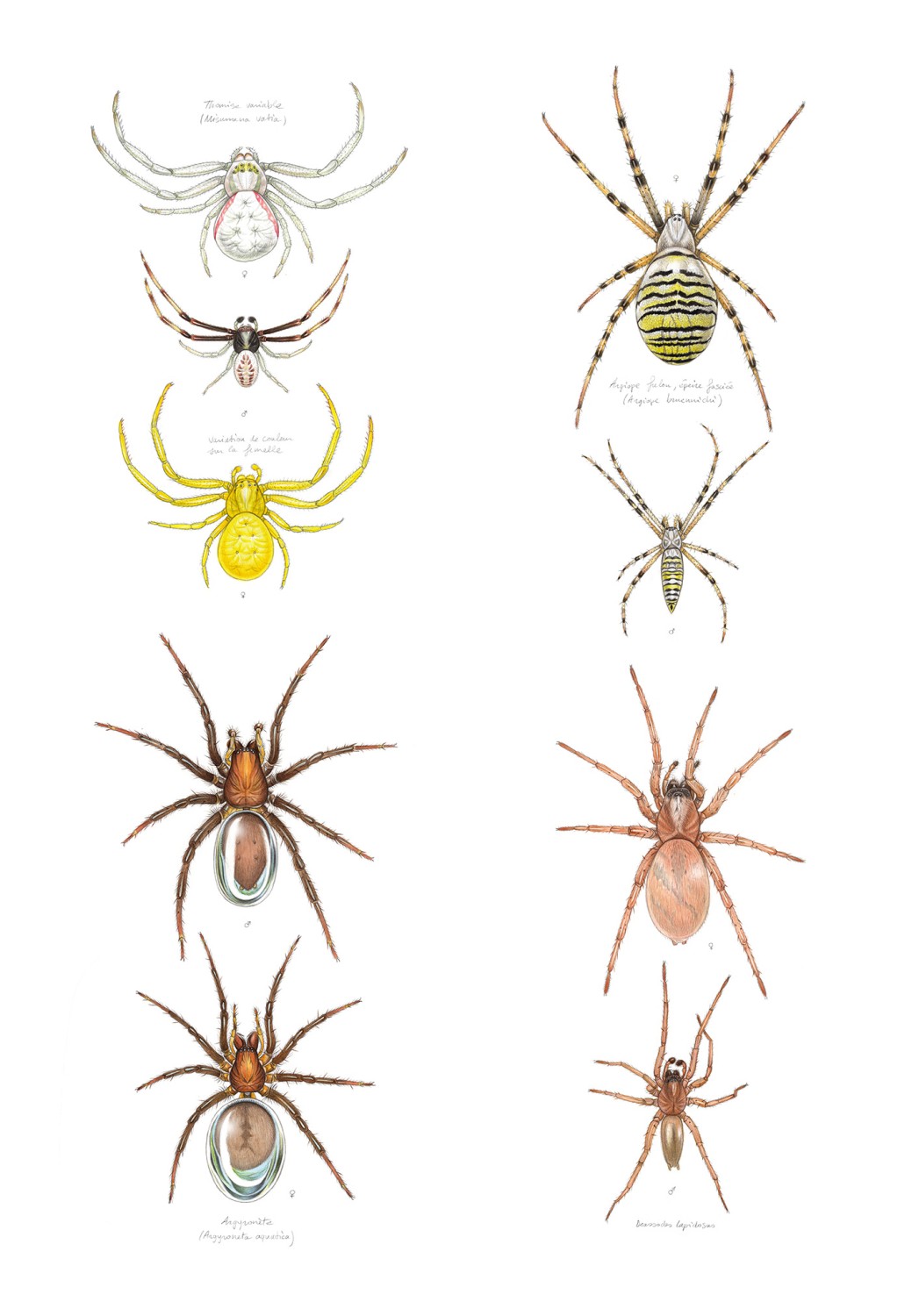 Marcello-art : Entomologie 459 - 4 araignées mâles et femelles