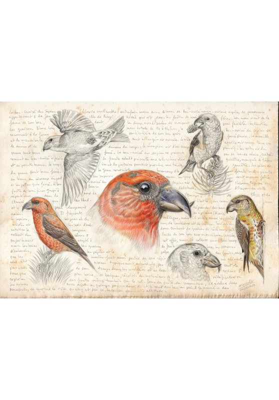 Marcello-art : Ornithologie 460 - Bec-croisé des sapins