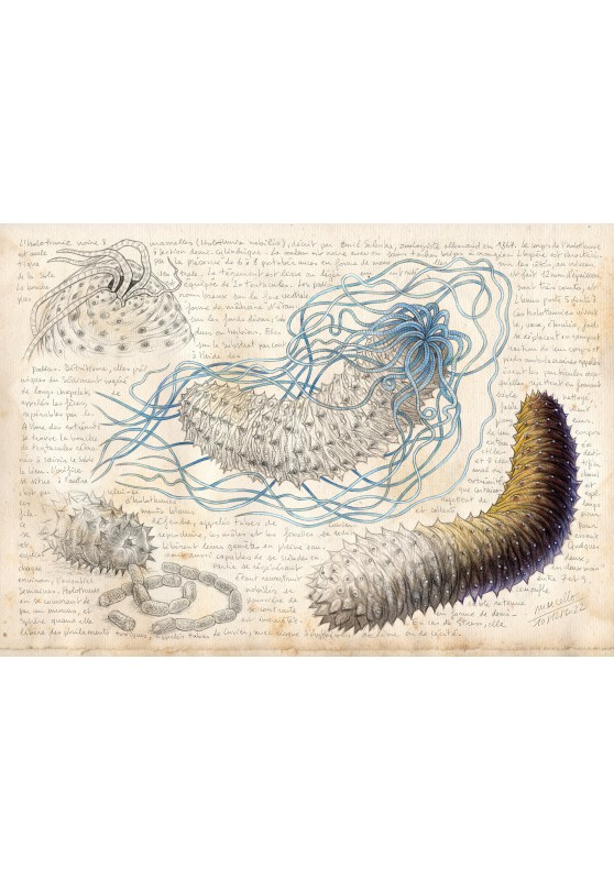Marcello-art: Aquatic fauna 463 - Black sea cucumber