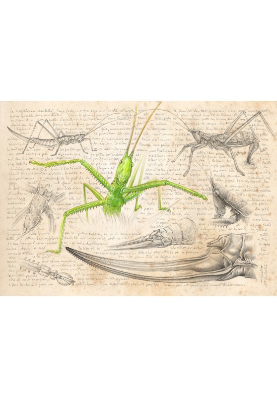 Marcello-art : Entomologie 465 - Magicienne dentelée