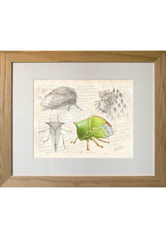 Marcello-art: Entomology 466 - Buffalo treehopper