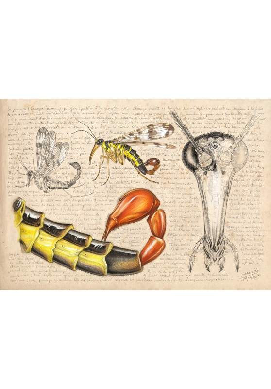 Marcello-art: Entomology 467 - Scorpion fly