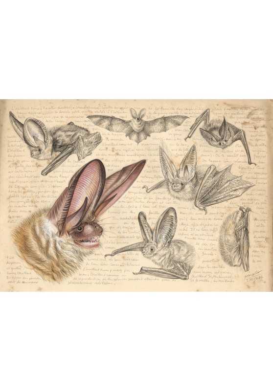 Marcello-art: Fauna temperate zone 468 - Rufous mouse-eared bat
