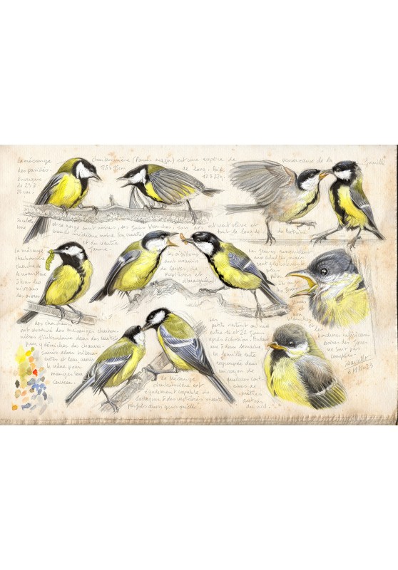 Marcello-art : Ornithologie 472 - Mésange-charbonnière