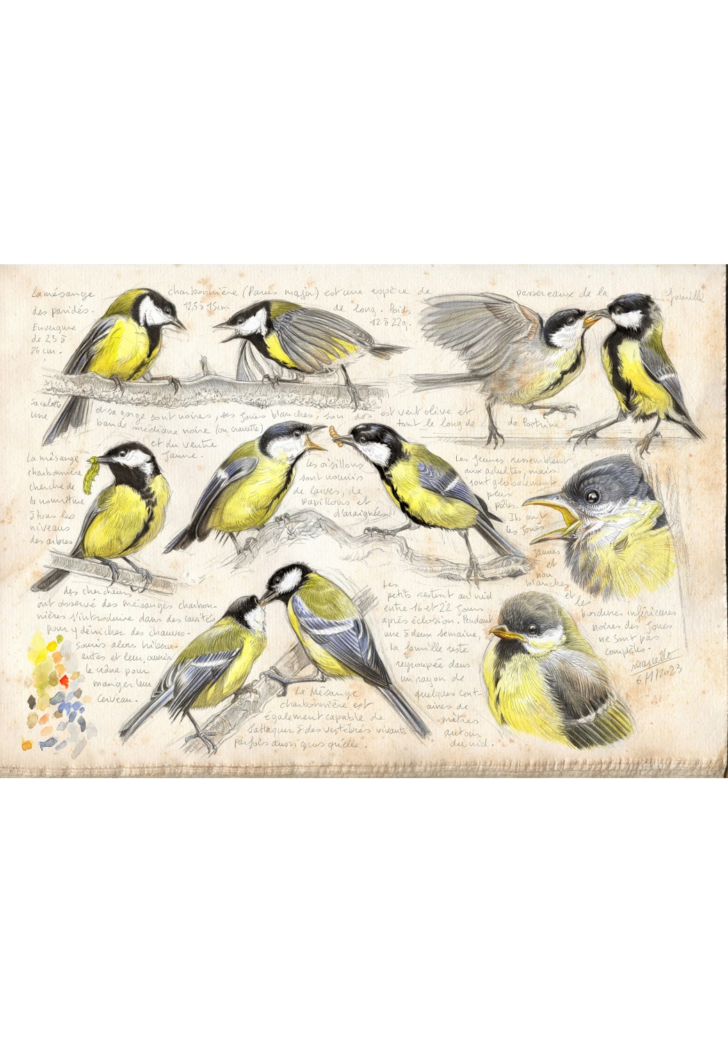 Marcello-art: Ornithology 472 - Great Tit