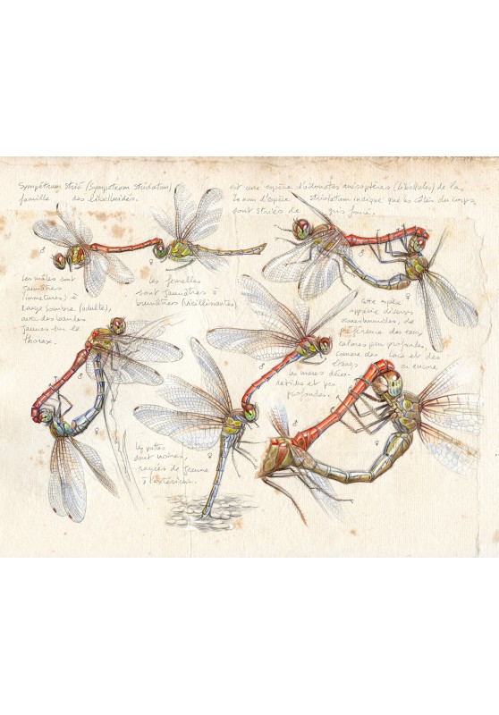 Marcello-art : Entomologie 475 - Sympétrum strié (Sympetrum striolatum)
