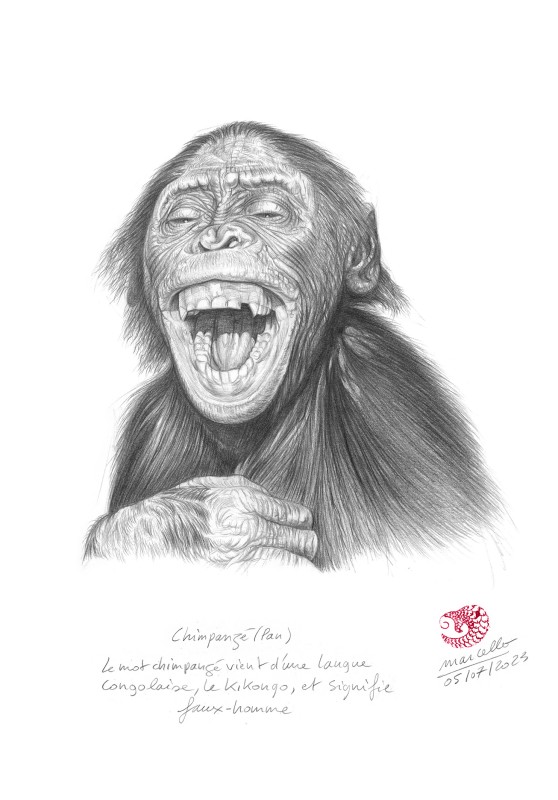 Marcello-art : Sur papier 476 - Chimpanzé (Pan)