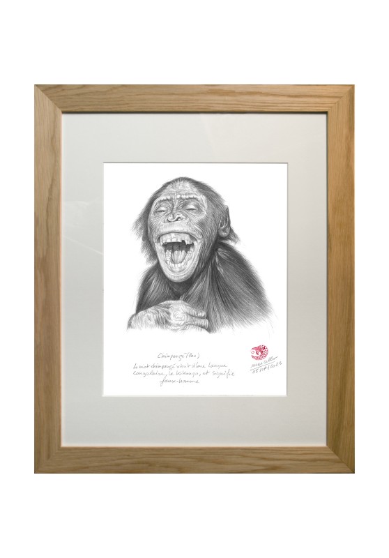 Marcello-art: On paper 476 - Chimpanzé (Pan)