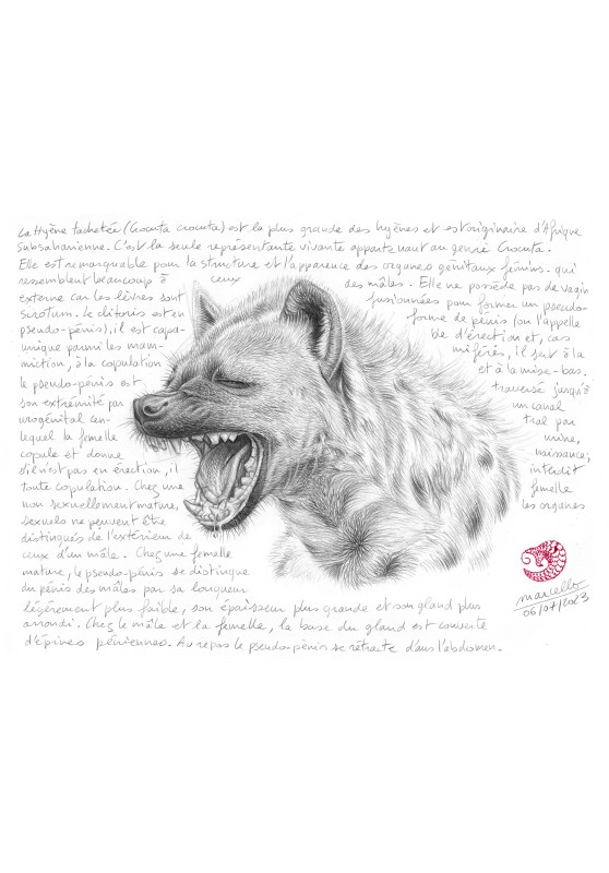 Marcello-art : Sur papier 477 - Hyène qui rit