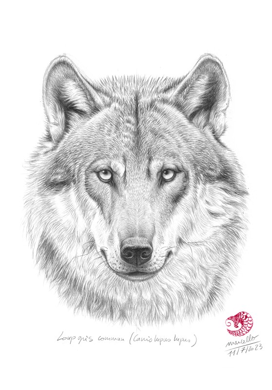 Marcello-art : Sur papier 478 - Tête de loup gris