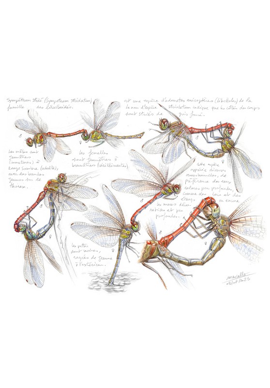 Marcello-art: Entomology 475 - Sympetrum striate (Sympetrum striolatum)