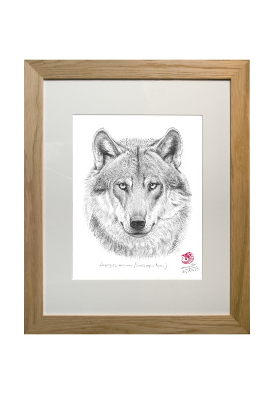 Marcello-art: Wild temperate zones 478 - Gray wolf head