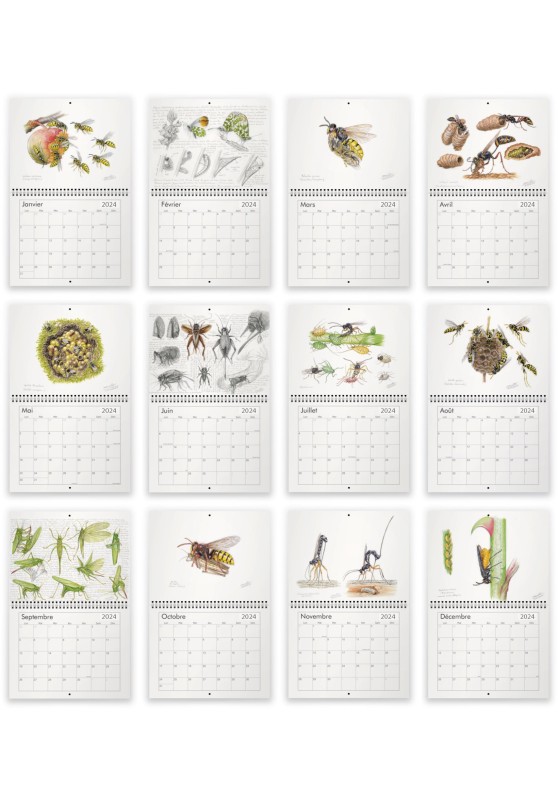 Marcello-art : Éditions Calendrier 2024 Insectes