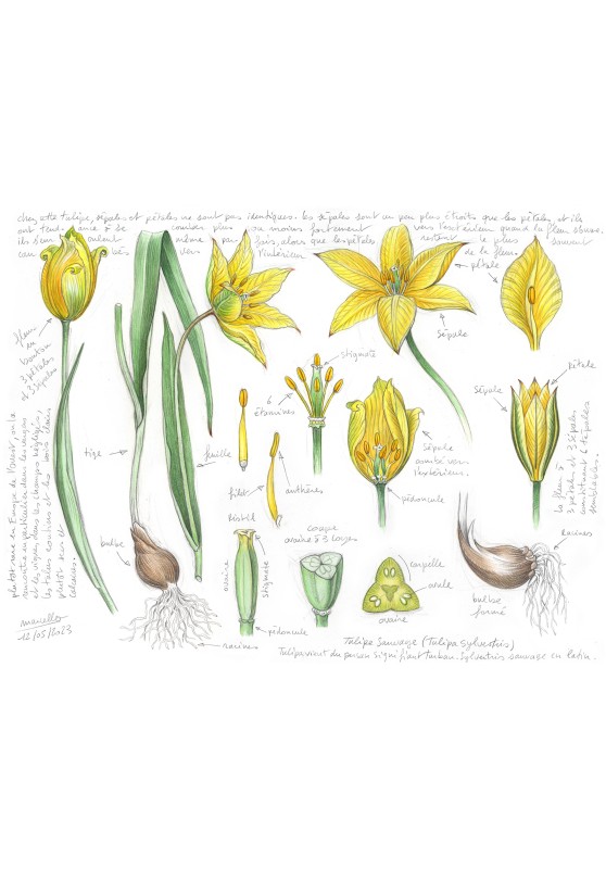 Marcello-art : Sur papier 474 - Tulipe sauvage (Tulipa sylvestris)