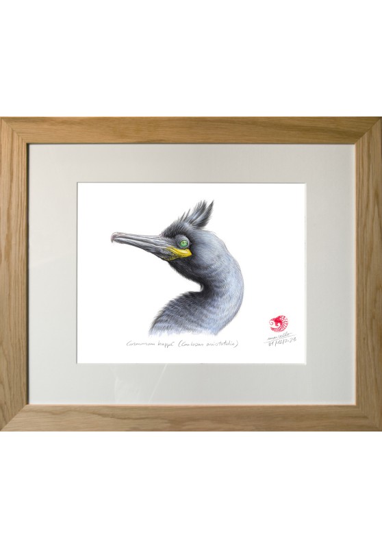Marcello-art : Ornithologie 480 - Cormoran huppé (Gulosus aristotelis)