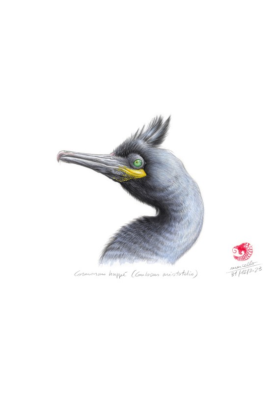 Marcello-art : Ornithologie 480 - Cormoran huppé (Gulosus aristotelis)