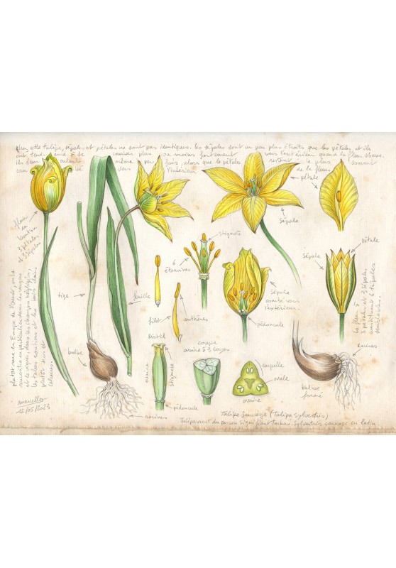 Marcello-art: On paper 474 - Wild Tulip (Tulipa sylvestris)