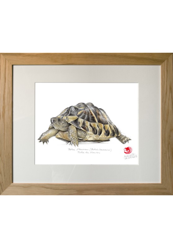 Marcello-art: Aquatic fauna 481 - Hermann's tortoise (Testudo hermanni)