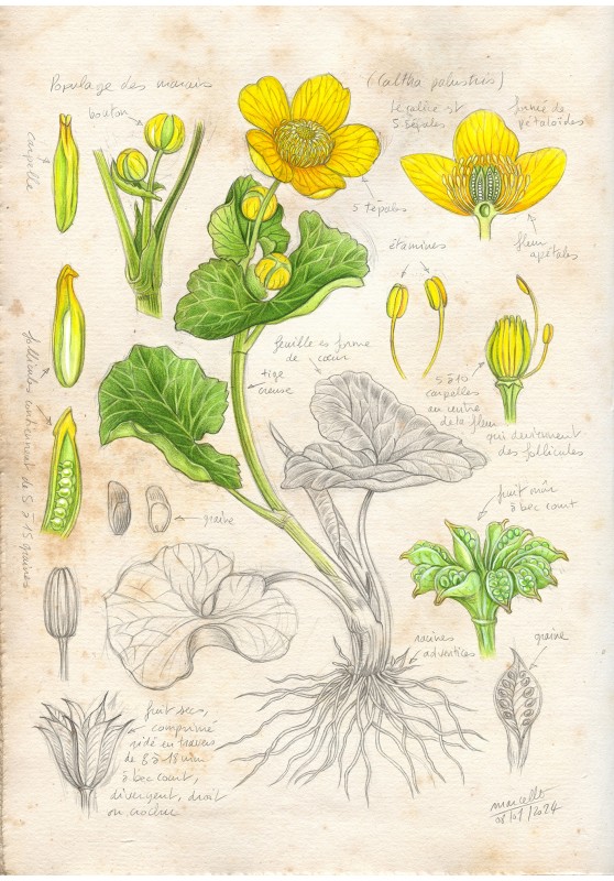 Marcello-art : Sur papier 482 - Populage des marais (Caltha palustris)