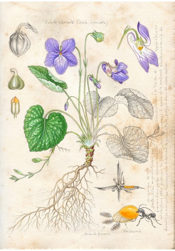 Marcello-art : Sur papier 483 - Violette odorante (Viola odorata)