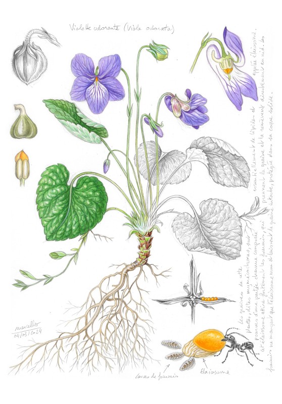 Marcello-art : Sur papier 483 - Violette odorante (Viola odorata)