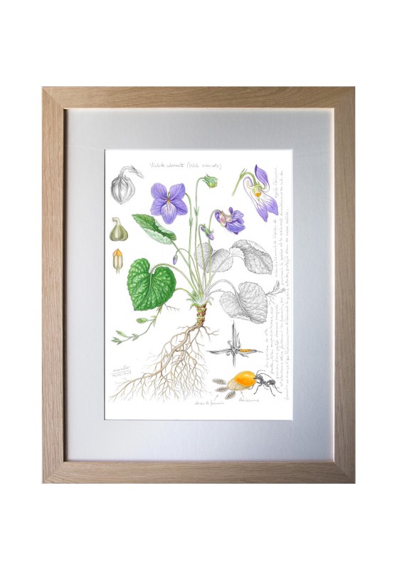Marcello-art: On paper 483 - Fragrant violet (Viola odorata)