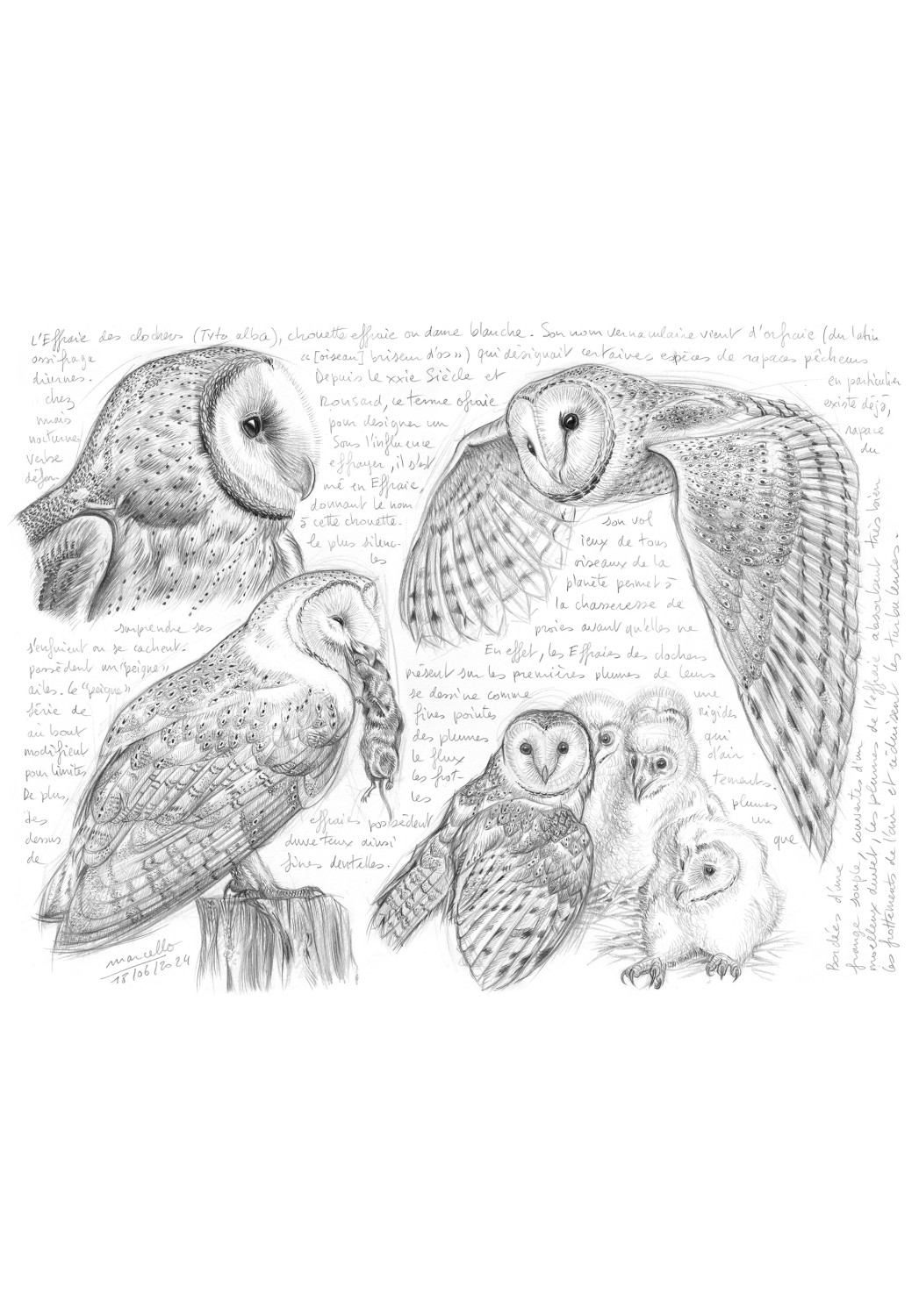 Marcello-art : Ornithologie 575 - Effraie des clochers (Tyto alba)
