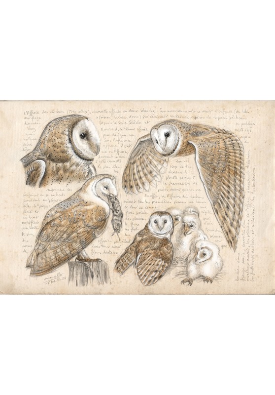 Marcello-art : Ornithologie 575 - Effraie des clochers (Tyto alba)