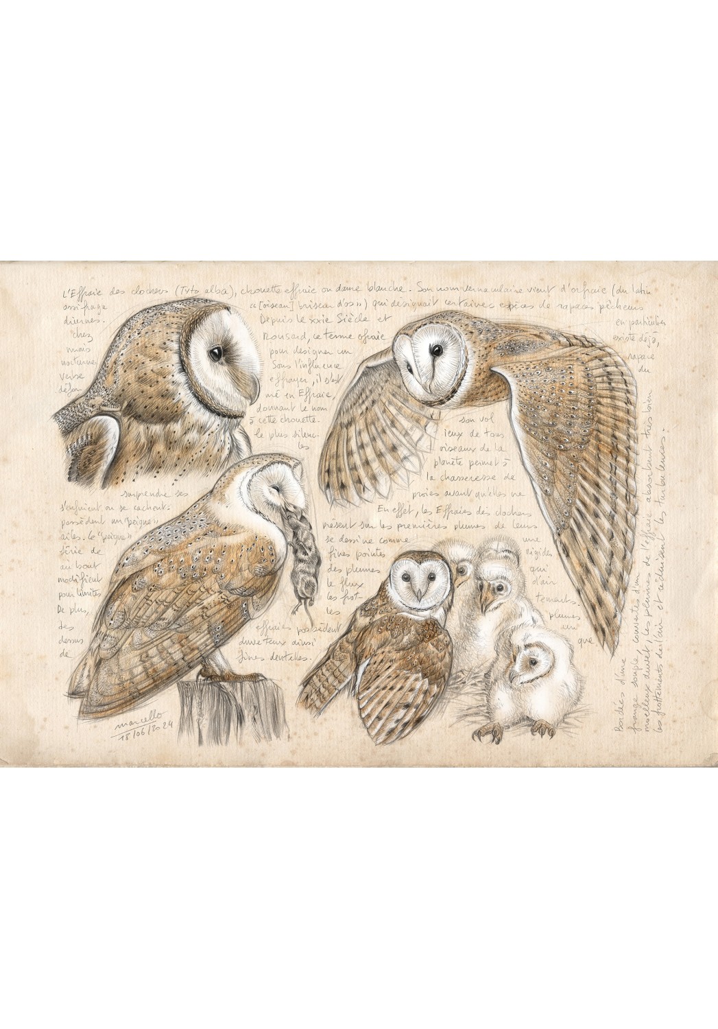 Marcello-art: Ornithology 595 - Barn Owl (Tyto alba)