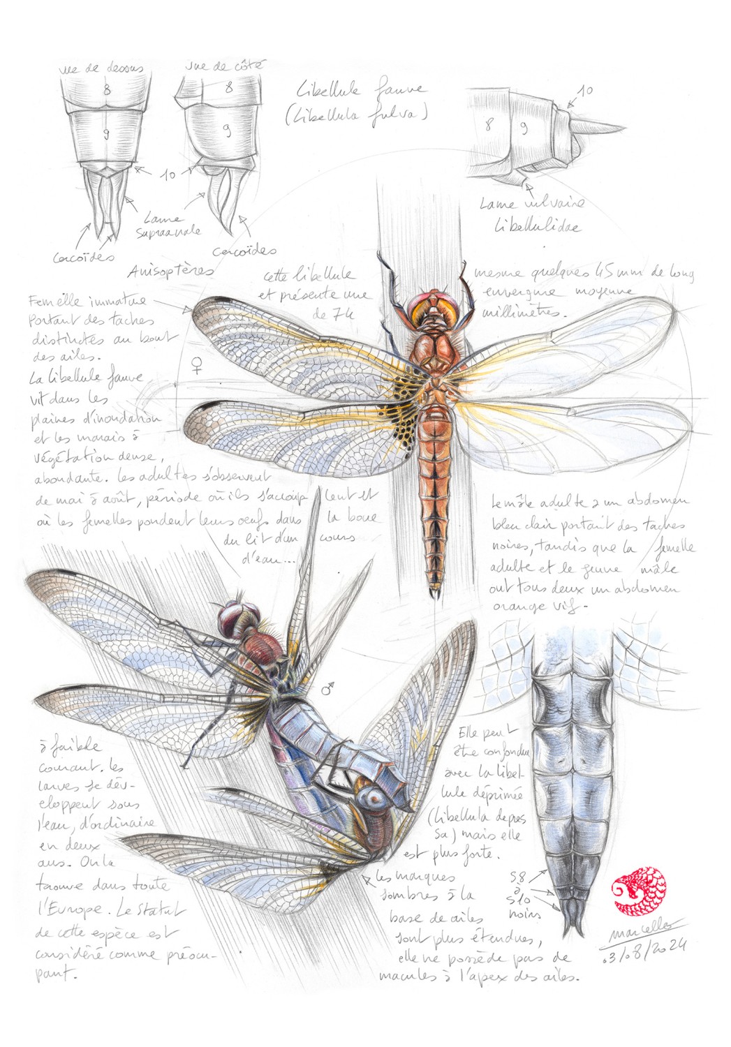 Marcello-art: Entomology 596 - Fawn dragonfly (Libellula fulva)