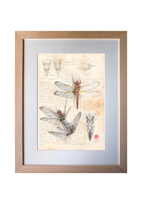 Marcello-art: Entomology 596 - Fawn dragonfly (Libellula fulva)