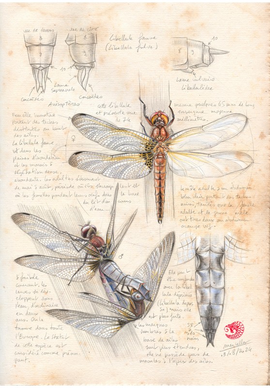 Marcello-art : Entomologie 596 - Libellule Fauve (Libellula fulva)